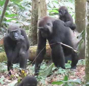 Female western lowland gorilla with baby — Republic of the Congo. Photos by Günther Eichhorn